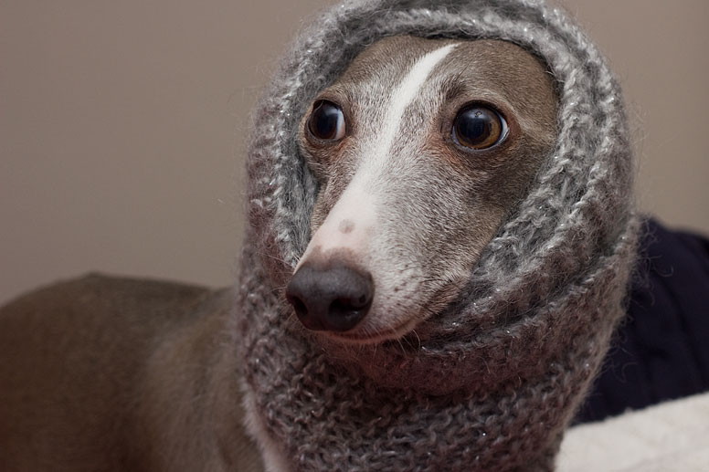 Enzo with a grey knit snood