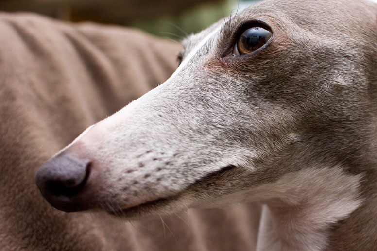 Close up of Enzo's face with bright eyes