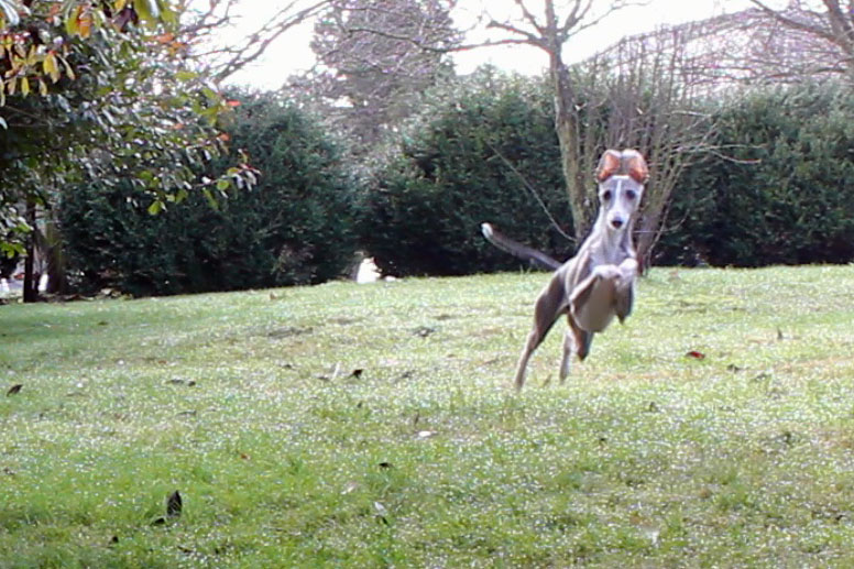 Enzo leaping during a sprint