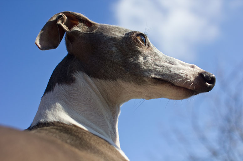 Enzo's bright eyes are reflecting the clouds and blue sky