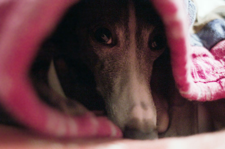 Enzo is peeking out from under a quilt.