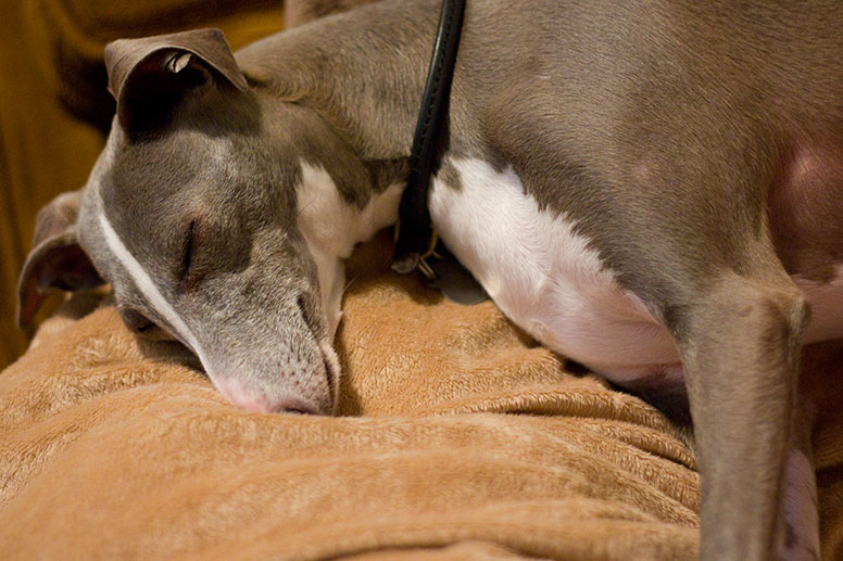 Enzo's nose is making a deep impression in the blanket