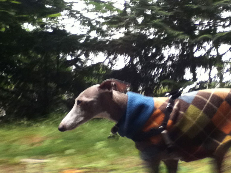 Enzo walking fast with his argyle sweater