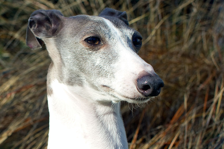 Enzo's neck and head in front of beach grass