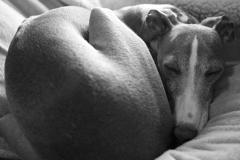 Enzo is curled up and taking a nap in some blankets