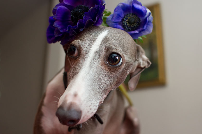 Enzo with two blue flowers on his head