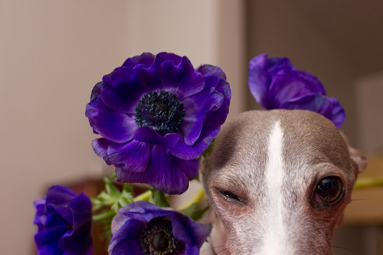 Enzo's head surrounded by blue flowers