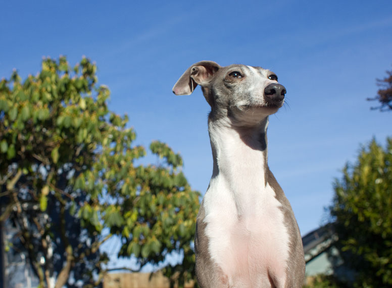 Looking up at Enzo with a clear sky behind him