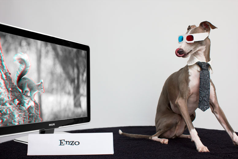 Italian Greyhound wearing 3D glasses and watching a squirrel on TV