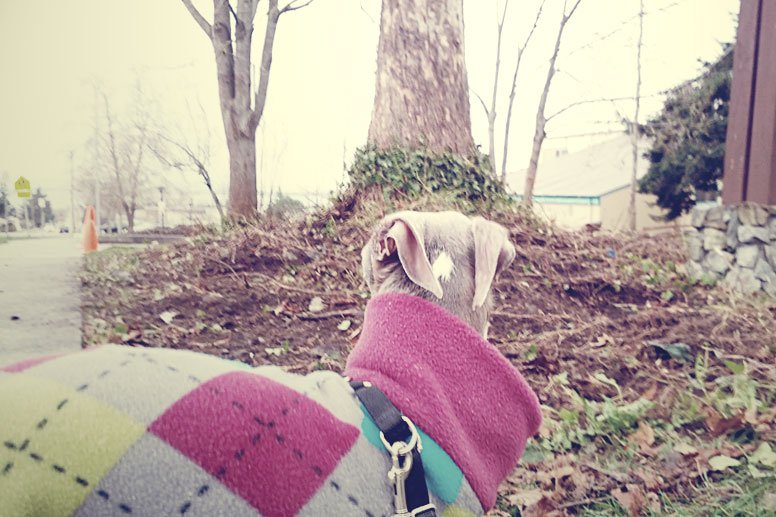 Enzo looking at ivy being dug up next to the sidewalk