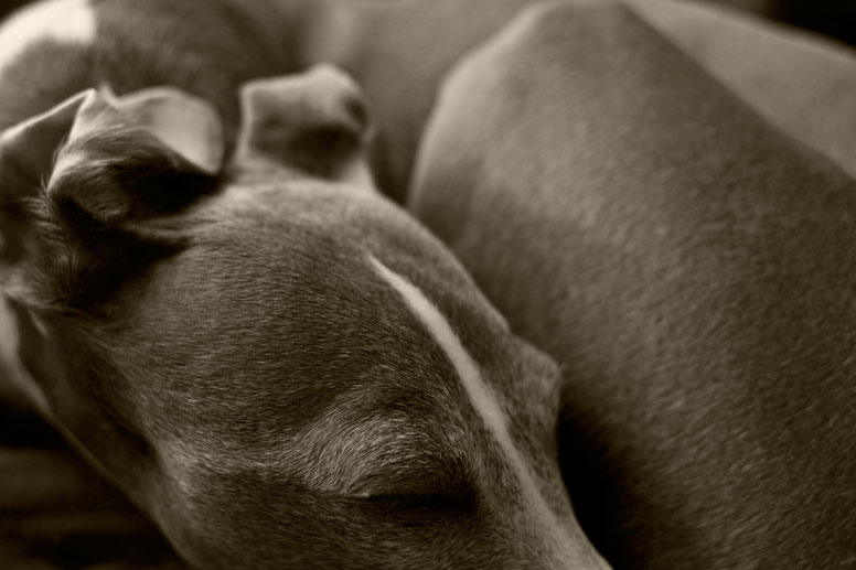 Enzo with head resting and ears curled inward