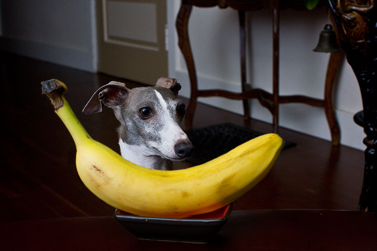 Enzo looking at a banana