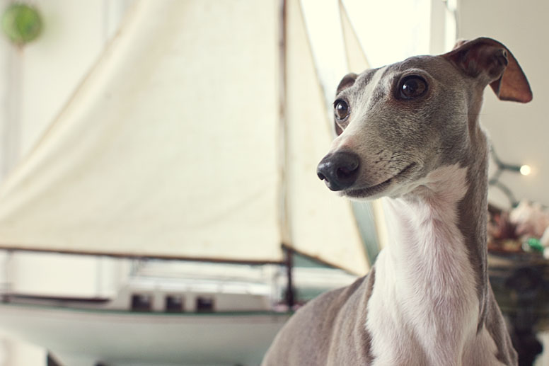 Enzo in front of a model boat