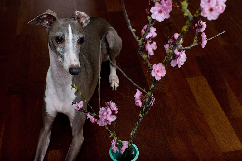 Enzo next to a vase with a branch covered in pink cherry blossoms