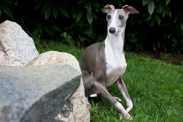 Enzo behind large rocks in grass