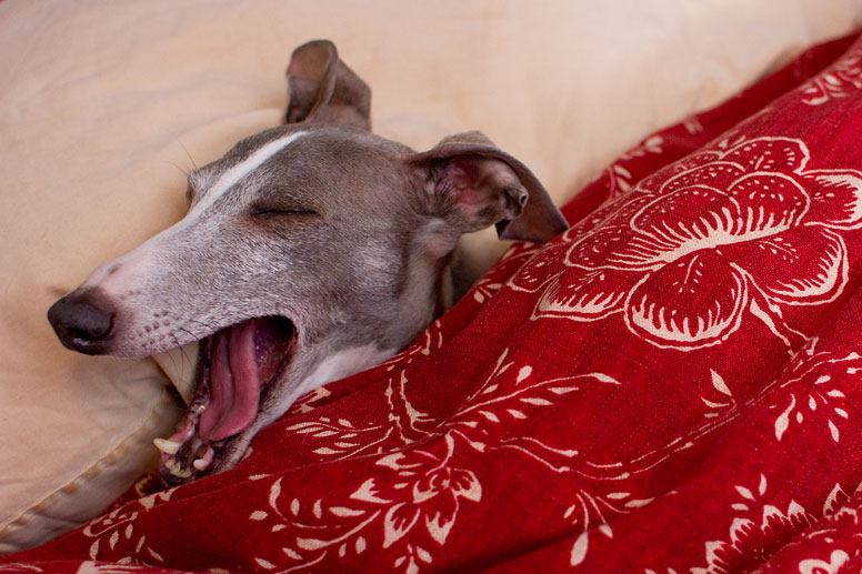 Enzo under covers with head on pillow yawning.