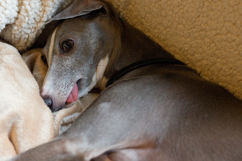 Enzo in blankets with his tongue hanging out