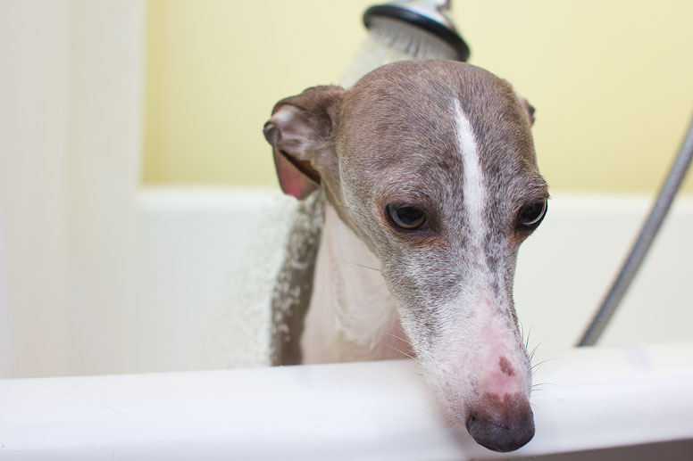 Annoyed Enzo in the bathtub with water running on him