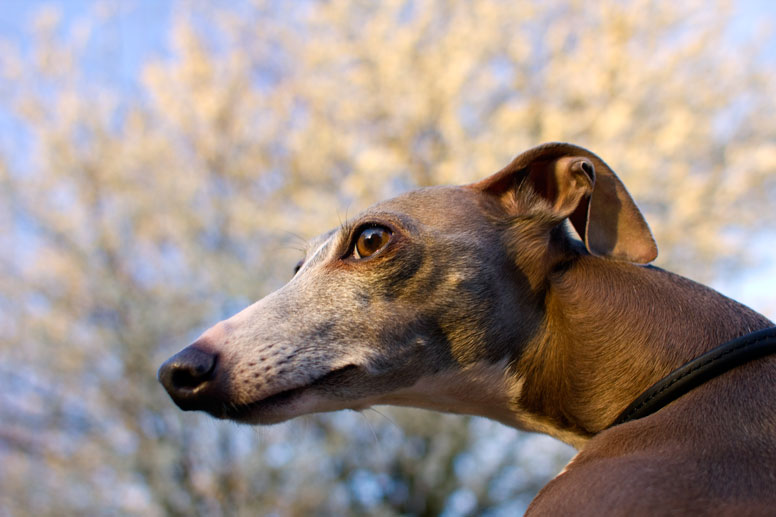 Enzo in front of White Cherry Blossoms