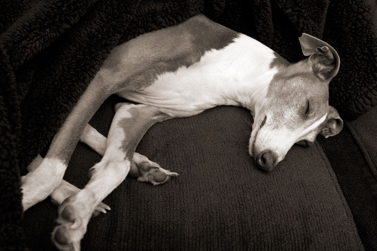 Enzo curled up for a nap and legs crossed