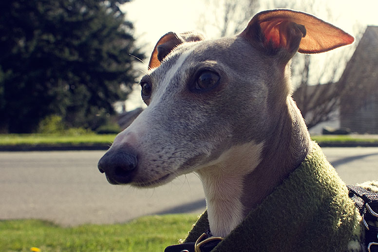 Enzo on sidewalk with the sun shining through his thin ears