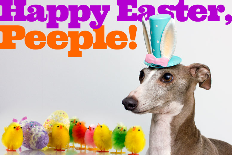 Enzo wearing a easter hat and surrounded by fuzzy chicks