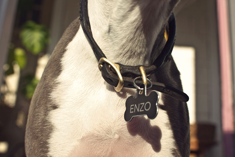 Close up of Enzo's dog tag and the fur swirl on his chest