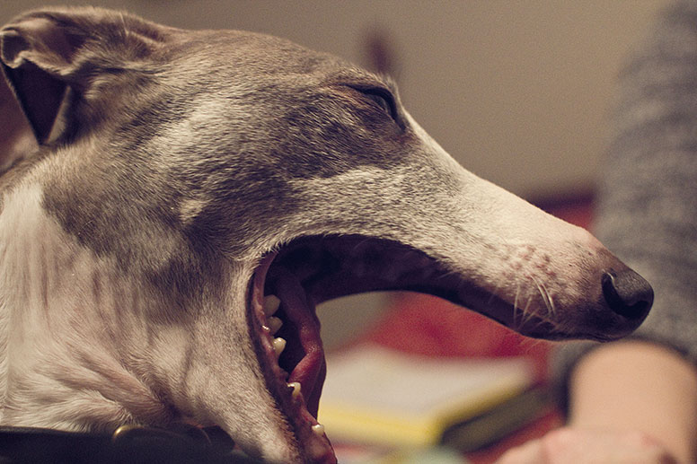 Enzo making a big yawn stretch