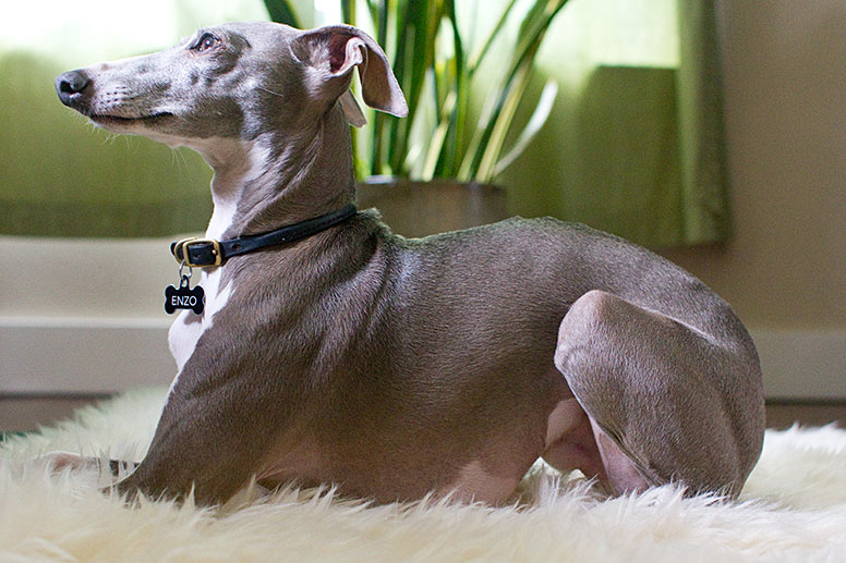 Enzo on soft rug in front of a house plant