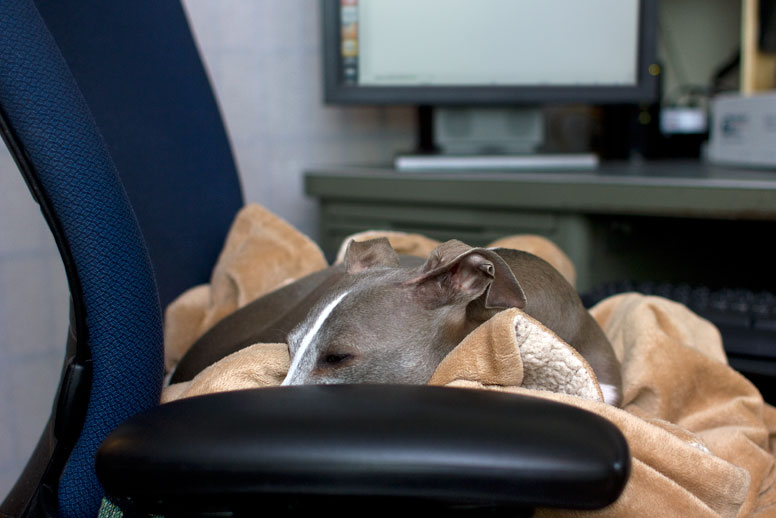 Enzo napping in a office chair