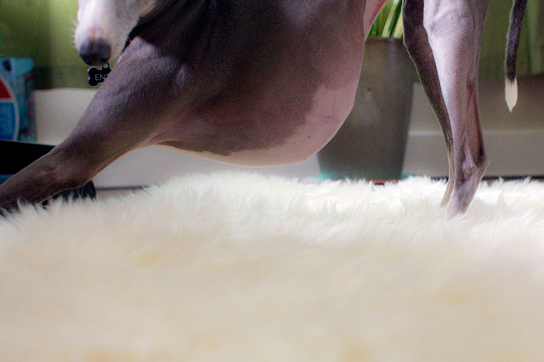 Close up of Enzo's chest above a soft rug