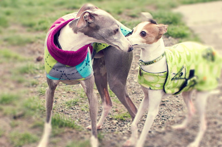 Two italian greyhounds say hi