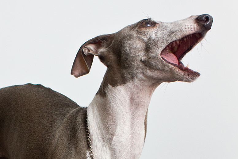 Big italian greyhound yawn