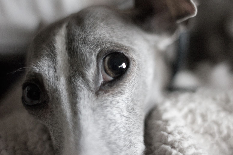 Close up of Enzo's Eyes