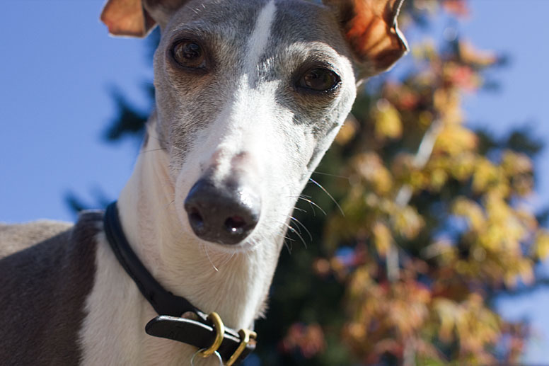 Enzo looking down at the camera with fall leaves above him