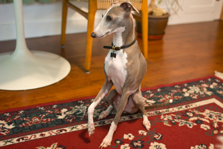 Enzo sitting on a red rug