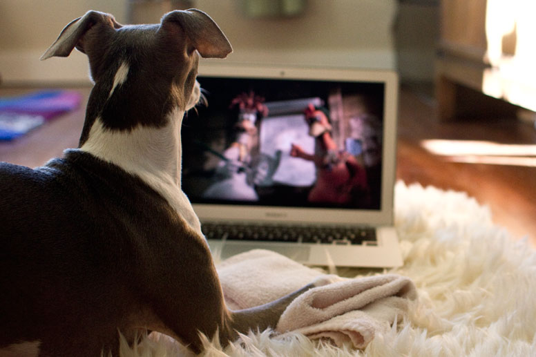 Enzo watching a movie on the laptop