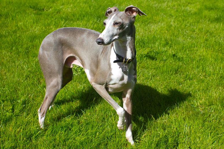 Enzo stanging in the grass with one paw up.