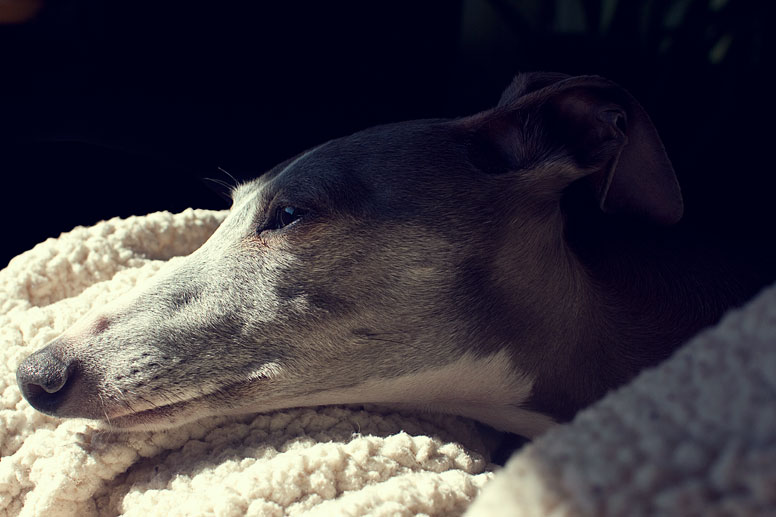 Sunlight illuminating the long Italian Greayhound nose.