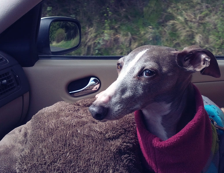 Enzo in the passenger seat of a Saab