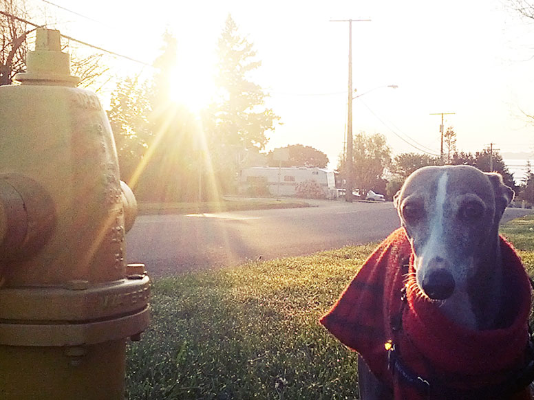 Italian Greyhound by Fire Hydrant with red coat on