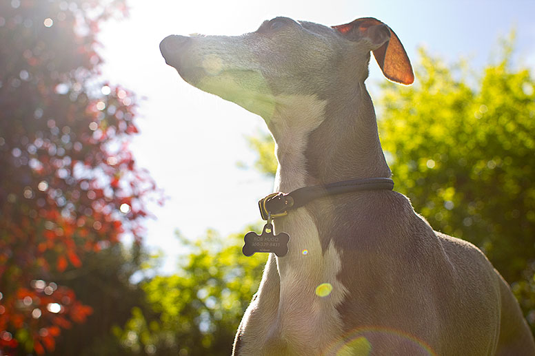 Sun peeking through the tree canopy over an italian greyhound