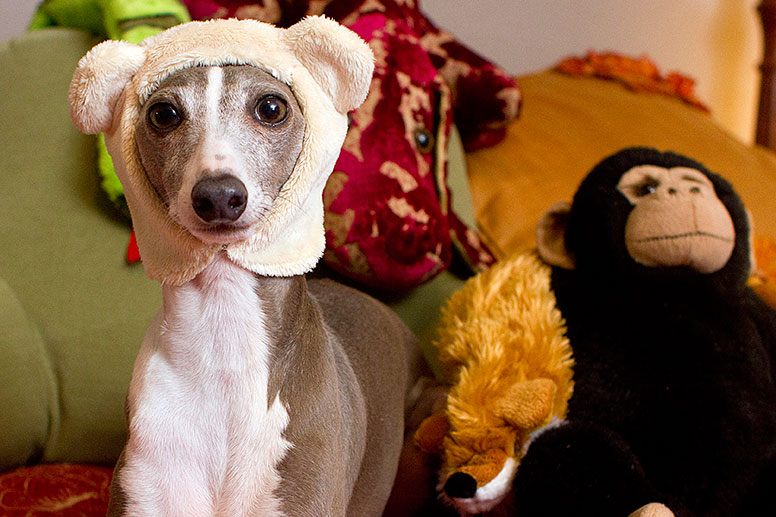 Enzo wearing a monkey ear hat