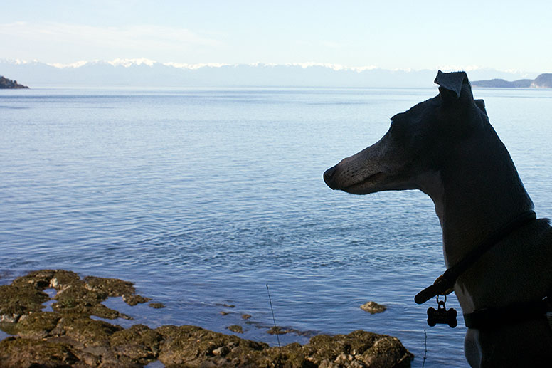 Enzo on a rocky beach watching the water