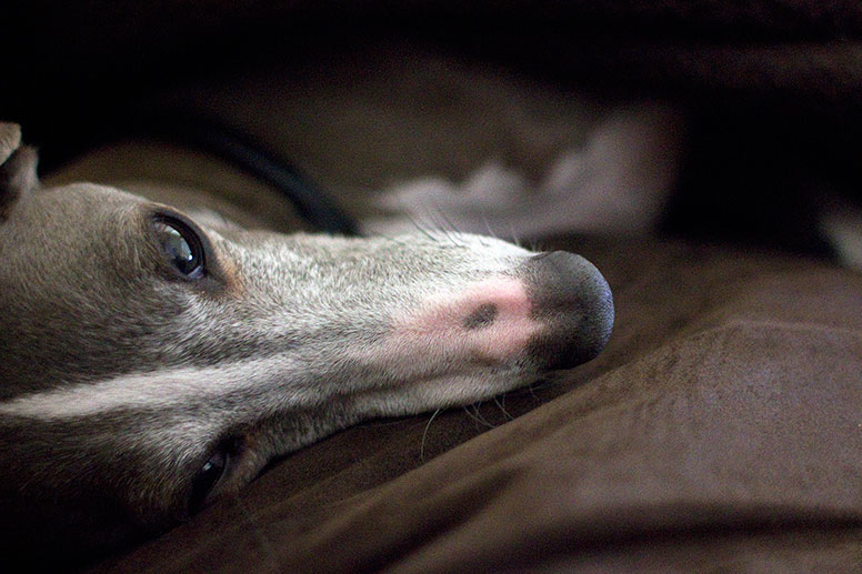 Enzo laying on a brown blanket