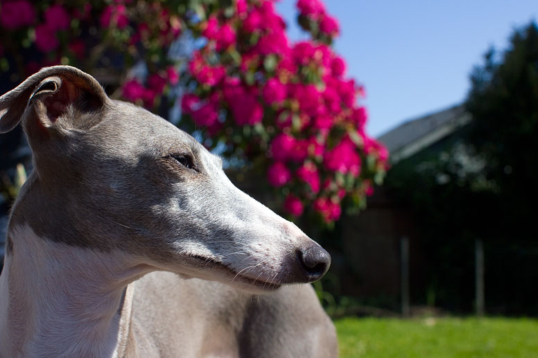 Enzo with a pink rhododendron bush