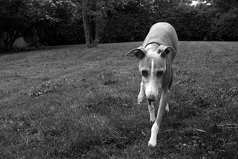 Enzo walking toward the camera on grass