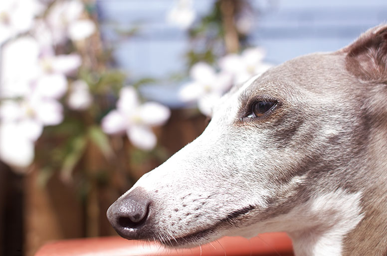 Enzo in front of potted flowers