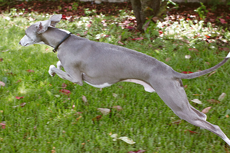 Enzo leaping during a sprint.