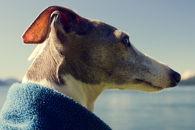 Close up of Enzo's face with water and mountains in the background